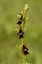 BUITEN BEELD Foto: 58569