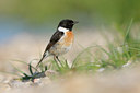 BUITEN BEELD Foto: 58595