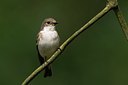BUITEN BEELD Foto: 58622