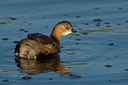 BUITEN BEELD Foto: 58624
