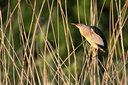 BUITEN BEELD Foto: 58635