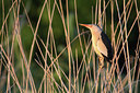 BUITEN BEELD Foto: 58636