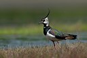BUITEN BEELD Foto: 58663