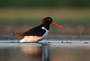 BUITEN BEELD Foto: 58689