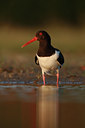 BUITEN BEELD Foto: 58700