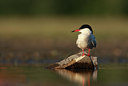 BUITEN BEELD Foto: 58701