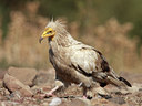 BUITEN BEELD Foto: 58704