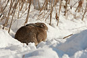 BUITEN BEELD Foto: 58737