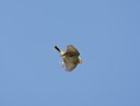 BUITEN BEELD Foto: 58742