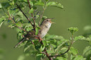 BUITEN BEELD Foto: 58745