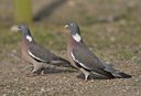 BUITEN BEELD Foto: 58757