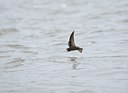 BUITEN BEELD Foto: 58771