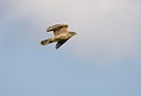 BUITEN BEELD Foto: 58782