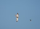 BUITEN BEELD Foto: 58784