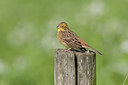 BUITEN BEELD Foto: 58791