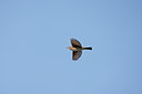 BUITEN BEELD Foto: 58799