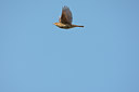 BUITEN BEELD Foto: 58801