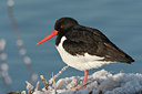 BUITEN BEELD Foto: 58813