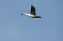 BUITEN BEELD Foto: 58831
