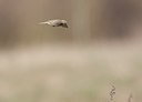 BUITEN BEELD Foto: 58837