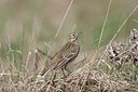 BUITEN BEELD Foto: 58838