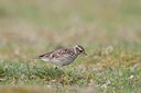 BUITEN BEELD Foto: 58857