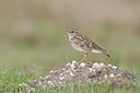 BUITEN BEELD Foto: 58868