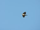 BUITEN BEELD Foto: 58870