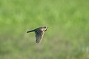 BUITEN BEELD Foto: 58877