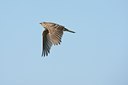 BUITEN BEELD Foto: 58885