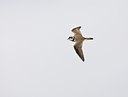 BUITEN BEELD Foto: 58893
