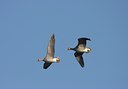BUITEN BEELD Foto: 58899