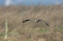 BUITEN BEELD Foto: 58903