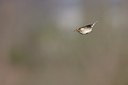 BUITEN BEELD Foto: 58915
