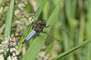 BUITEN BEELD Foto: 58946