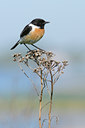 BUITEN BEELD Foto: 58948