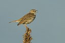 BUITEN BEELD Foto: 58961