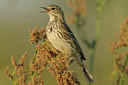 BUITEN BEELD Foto: 58967