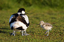 BUITEN BEELD Foto: 58989