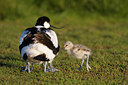 BUITEN BEELD Foto: 58990