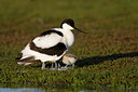 BUITEN BEELD Foto: 58994