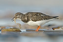 BUITEN BEELD Foto: 5043