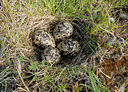 BUITEN BEELD Foto: 5127