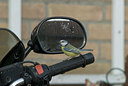 BUITEN BEELD Foto: 5323