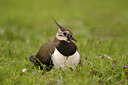BUITEN BEELD Foto: 5446