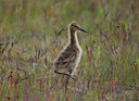 BUITEN BEELD Foto: 5470