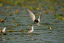 BUITEN BEELD Foto: 5663