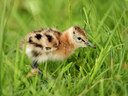 BUITEN BEELD Foto: 5700
