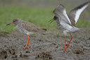 BUITEN BEELD Foto: 5739