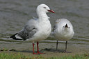 BUITEN BEELD Foto: 5820